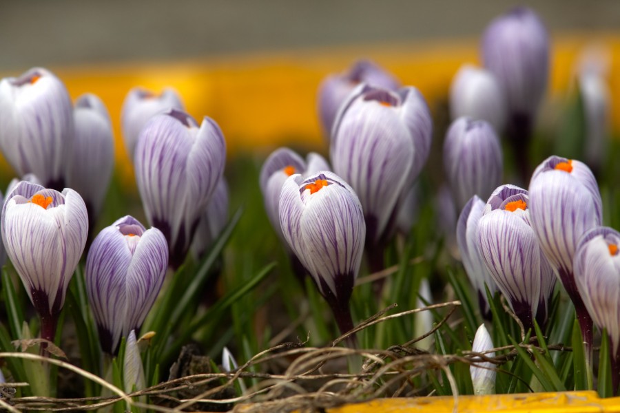 Quand planter les bulbes de Crocus sativus ?