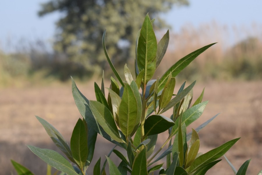 Arbre croissance rapide : que prendre en considération