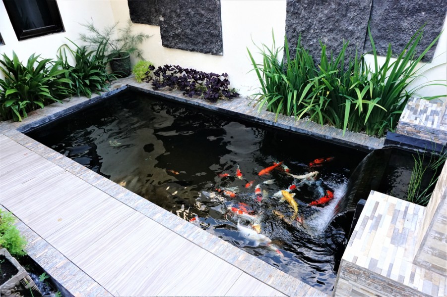 Comment choisir un bassin de jardin