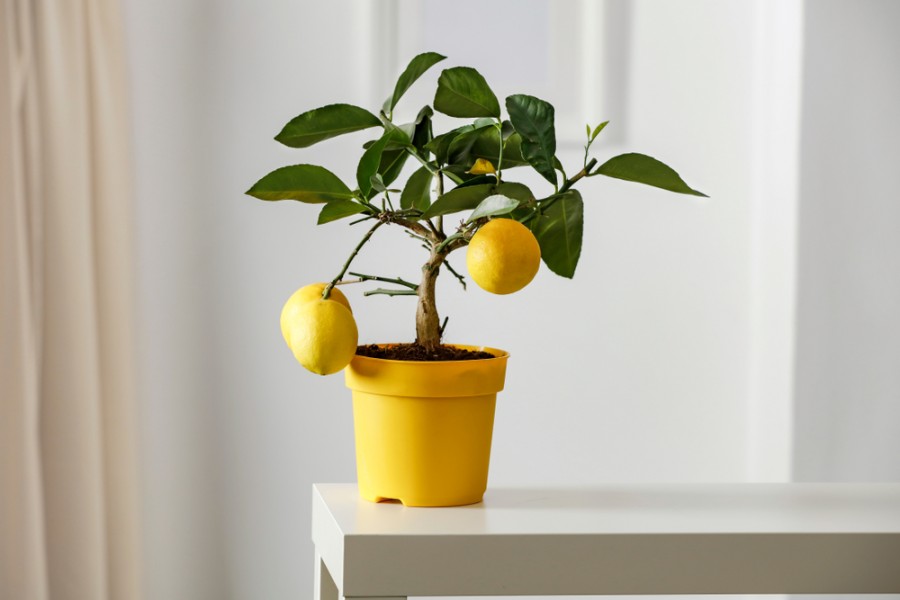 Citronnier en pot : pour embellir pour votre terrasse 