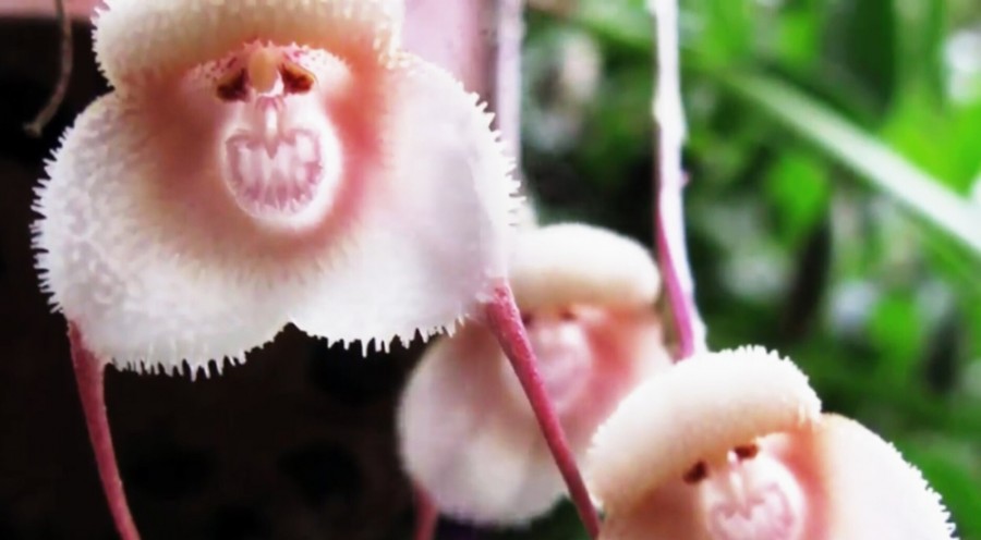 Comment cultiver une orchidée tête de singe ?