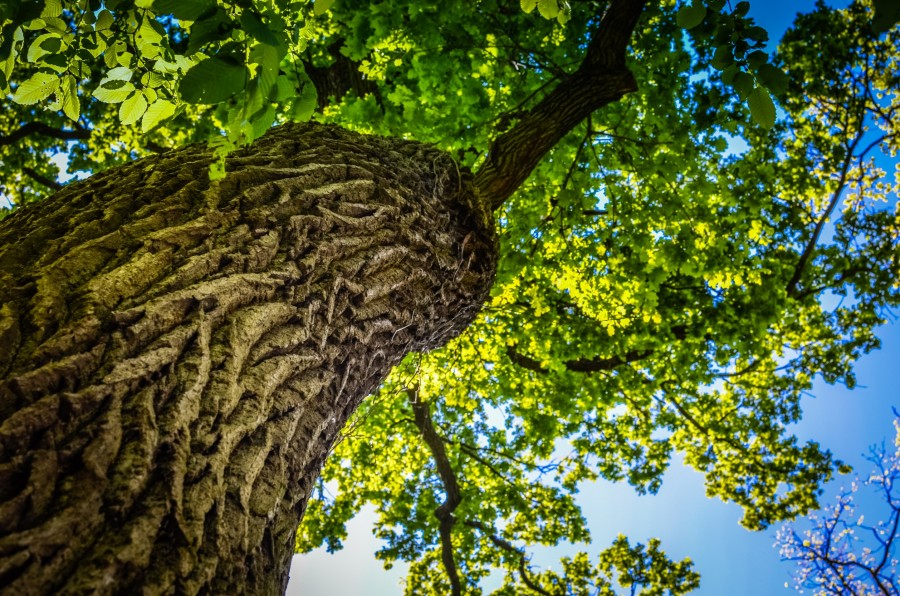 Comment planter un arbre à croissance rapide pour l'ombre de manière professionnelle ?