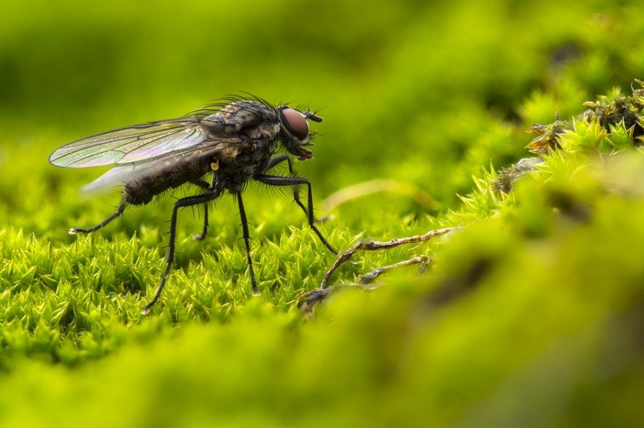 Moucheron : Comment s'en débarrasser ?