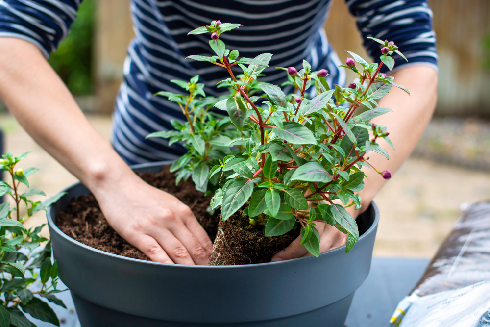 Bien hiverner les plantes face au gel et au froid