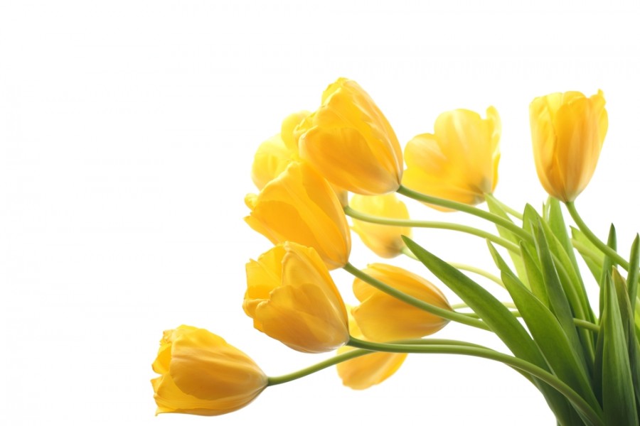 Quelle est la durée de vie d'une tulipe ?