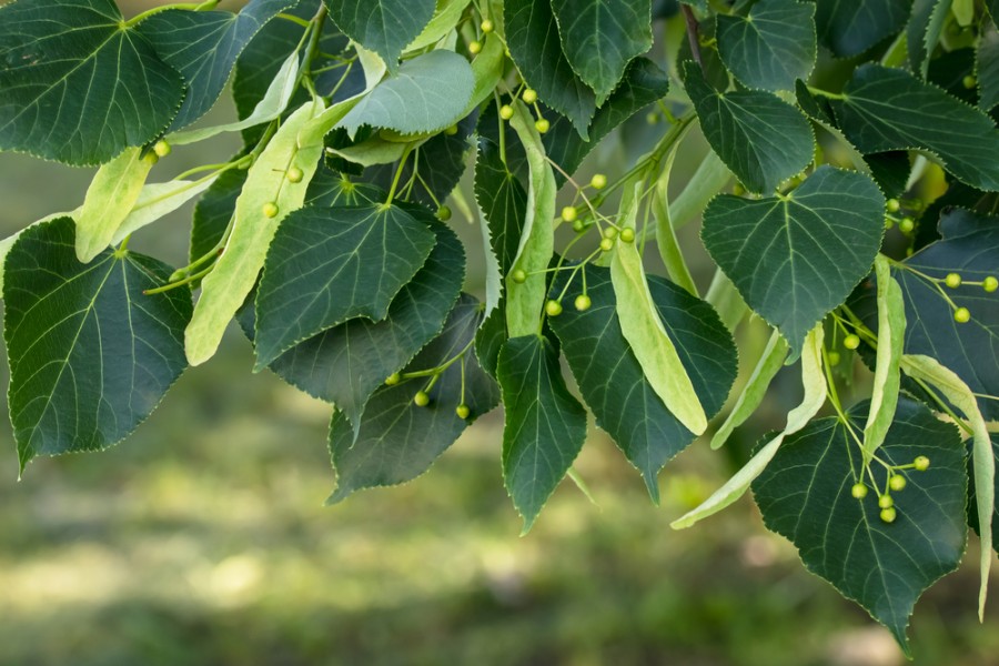 Quelle est la période de croissance des feuilles de tilleul ?