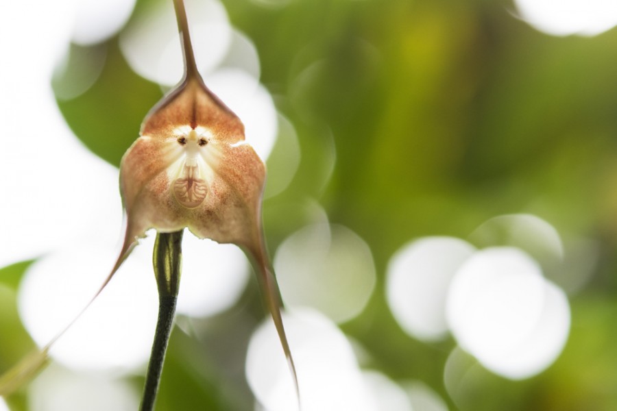 Quelle est l'orchidée la plus rare au monde ?
