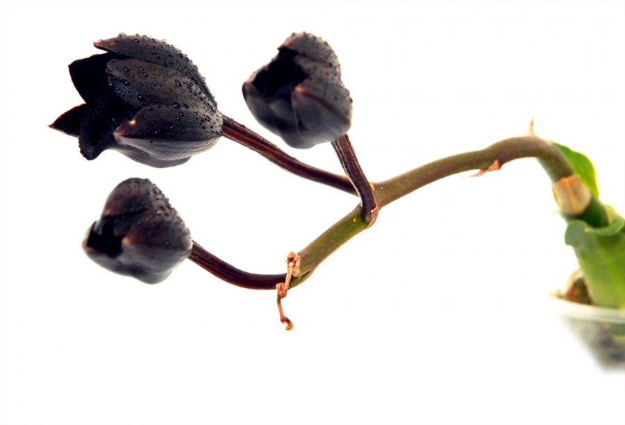 Quelles sont les caractéristiques de l'orchidée noire ?