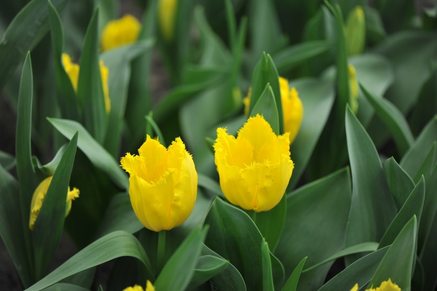 Quelles sont les différentes variétés de tulipes jaunes ?