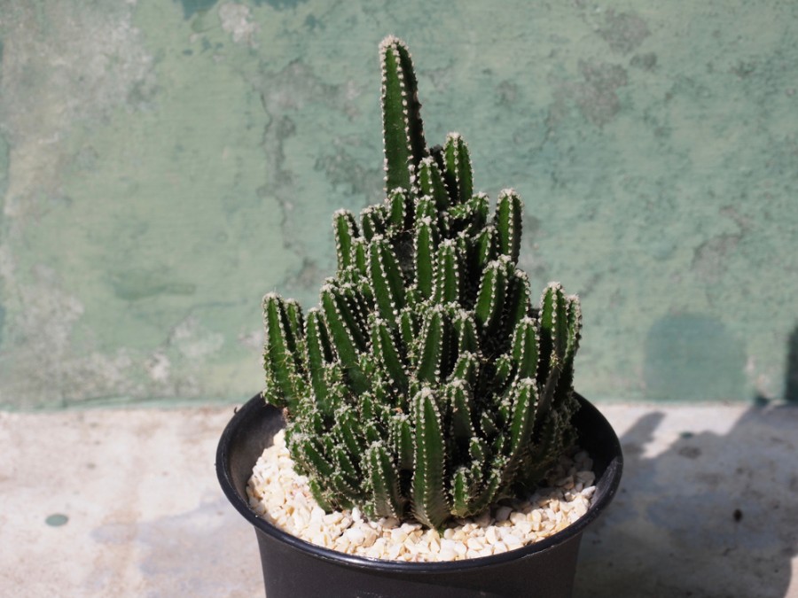 Quels sont les meilleurs types de cactus pour un jardin extérieur ?