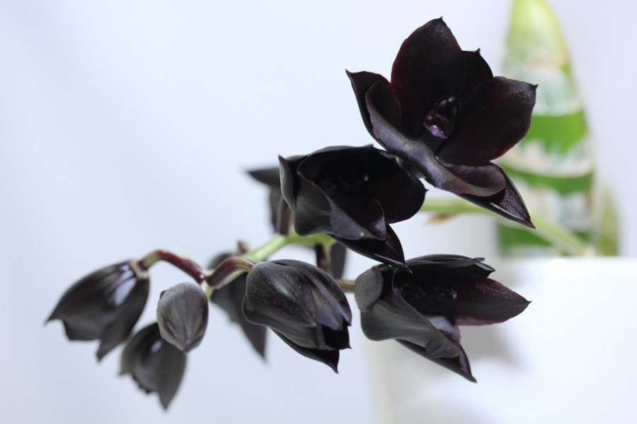 Quels sont les soins spécifiques nécessaires pour une orchidée noire ?